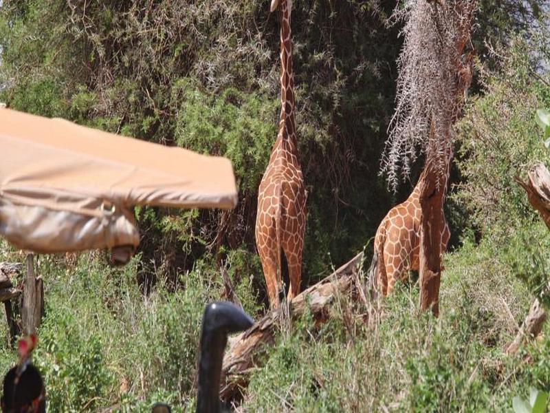 Saruni Samburu Villa Ngoại thất bức ảnh